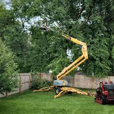 Best Tree Cabling and Bracing  in Shelley, ID