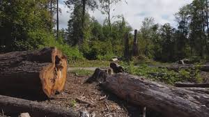 Shelley, ID Tree Care Company