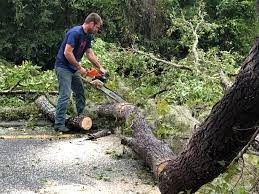 Best Tree Mulching  in Shelley, ID