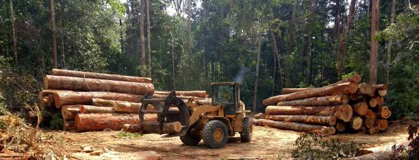 Best Tree Removal  in Shelley, ID