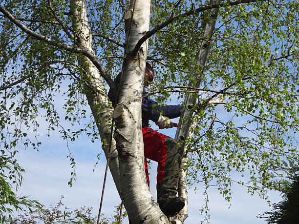 Best Tree Disease Treatment  in Shelley, ID