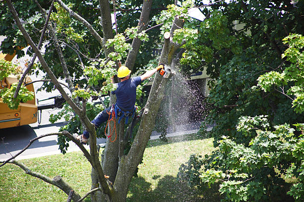 Leaf Removal in Shelley, ID