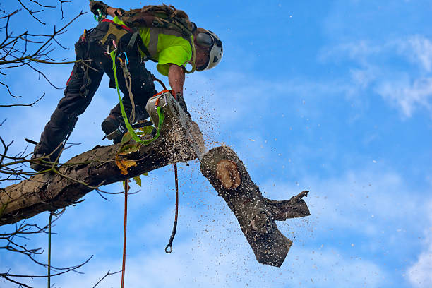 Best Lawn Pest Prevention  in Shelley, ID